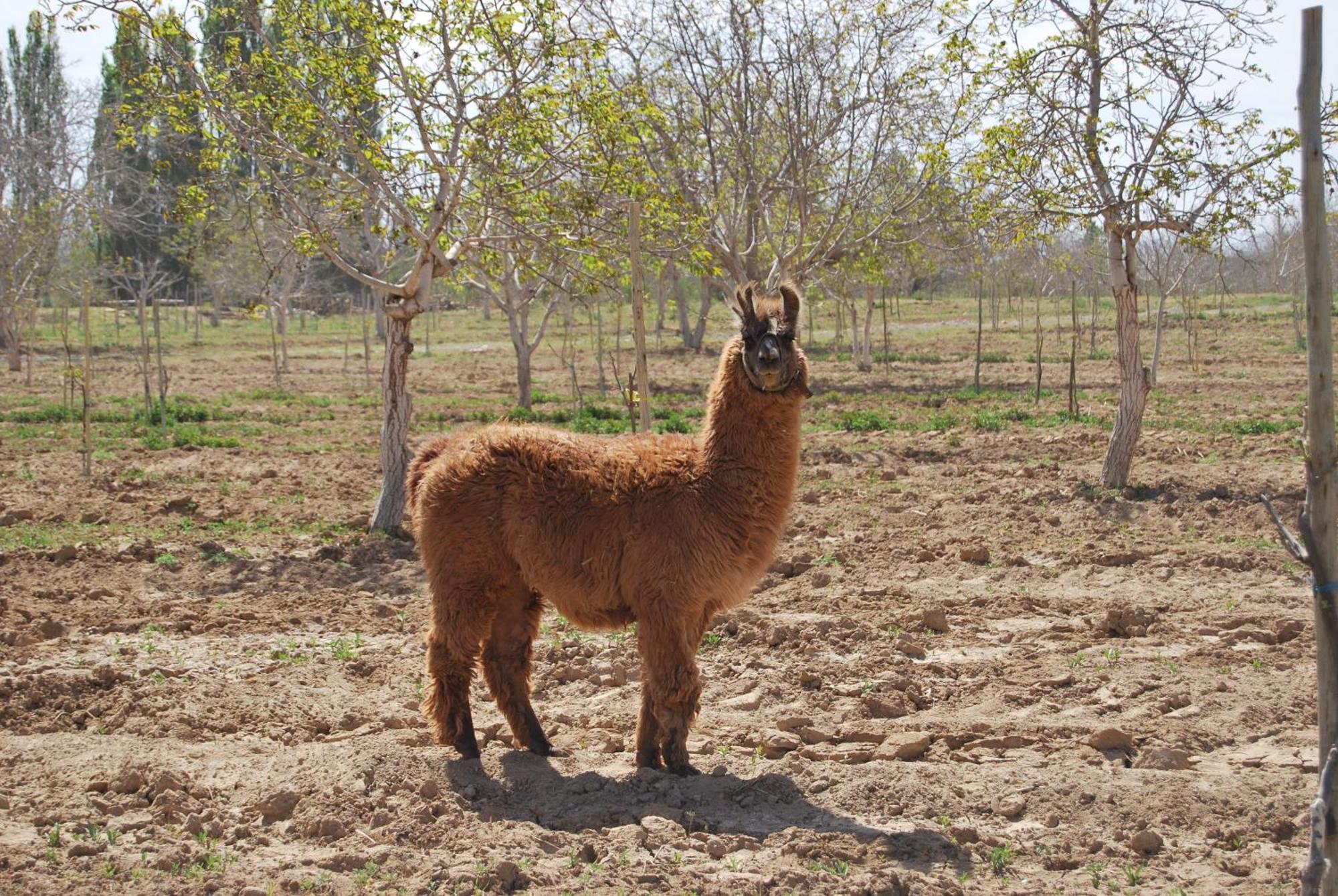Finca Huayrapuca Famatina Bagian luar foto